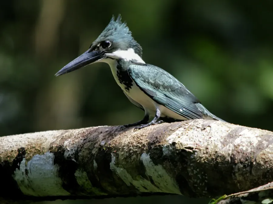 File:Chloroceryle americana.jpg
