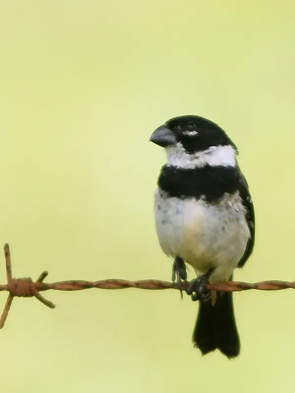 File:Sporophila morelleti, Caño Negro, Costa Rica 1.jpg
