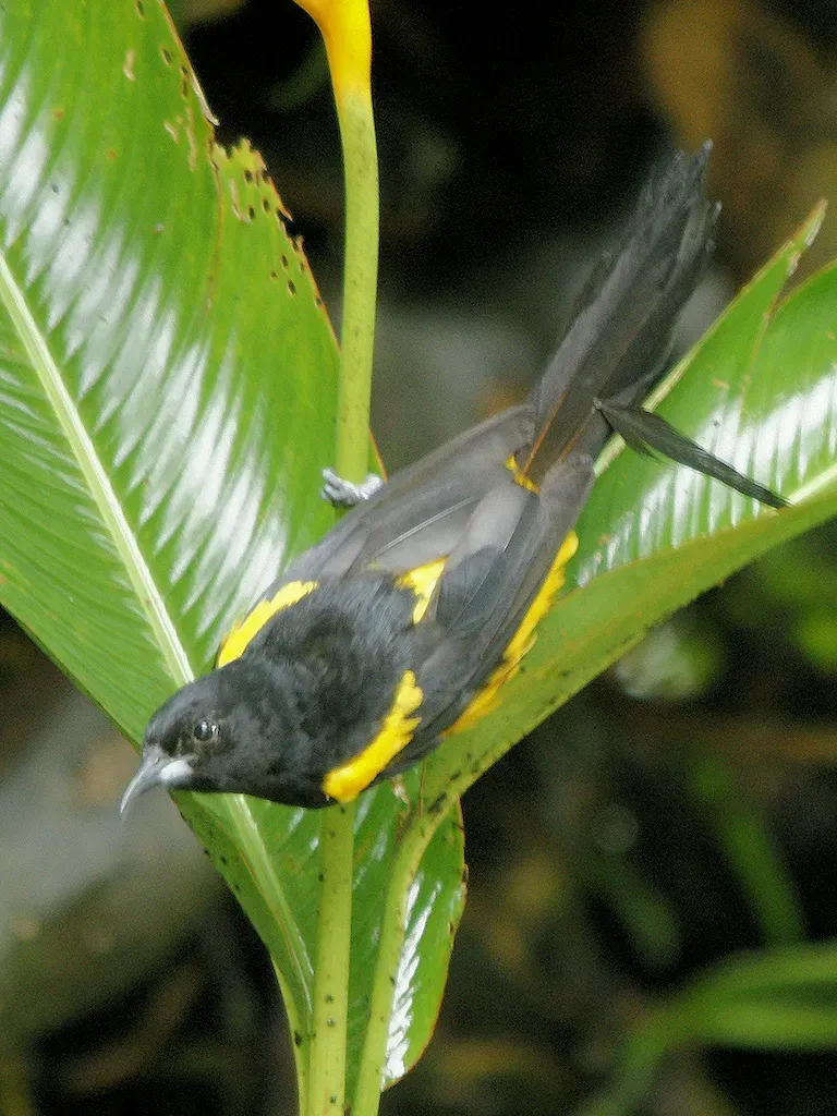 File:Icterus prosthemelas.jpg