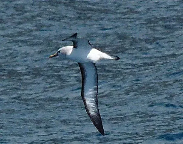 File:Thalassarche chlororhynchos Tristan.jpg