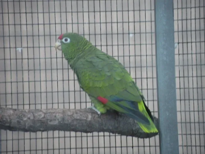 File:Amazona tucumana -Loro Parque -Spain-6a.jpg