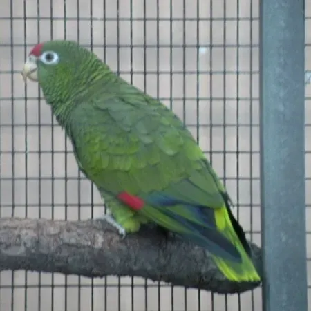 File:Amazona tucumana -Loro Parque -Spain-8a-4cr.jpg