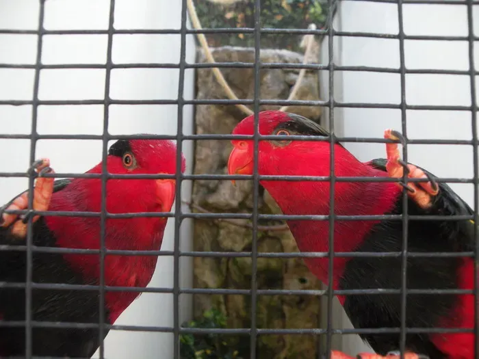 File:Charmosyna papou -Loro Parque -Spain-6a.jpg