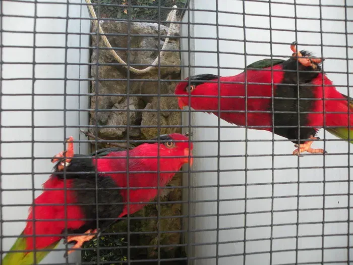File:Charmosyna papou -Loro Parque -Spain-6b.jpg