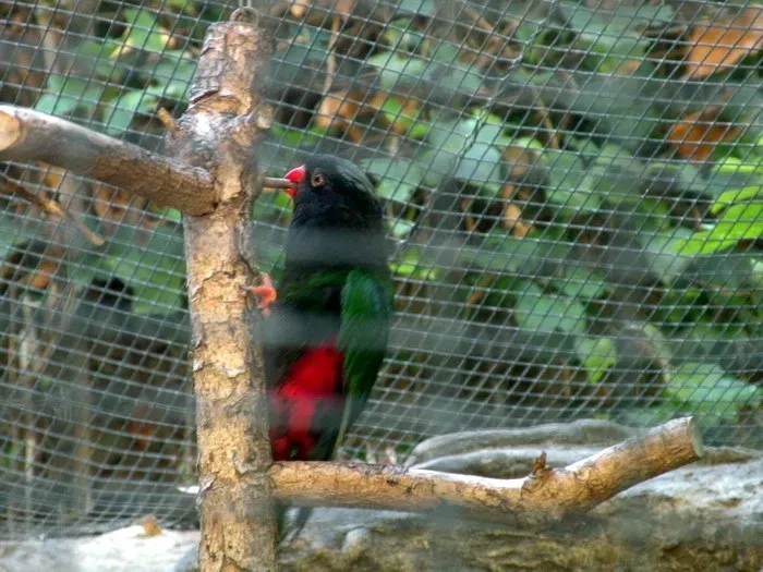 File:Charmosyna papou -Loro Parque -Spain-6c.jpg