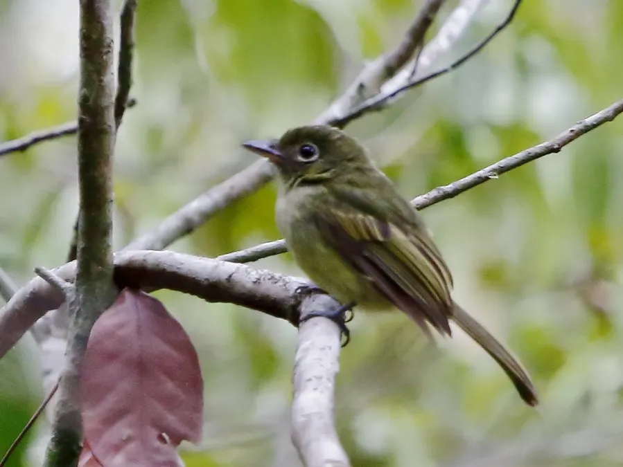 File:Rhynchocyclus olivaceus - Olivaceous flatbill; Linhares, Espiritu Santo, Brazil.jpg