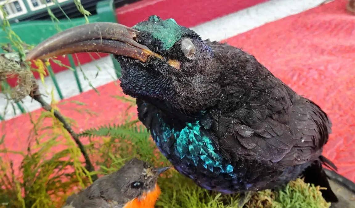 File:Male Paradise Riflebird (Ptiloris paradiseus), Toowoomba area, East Australia.jpg