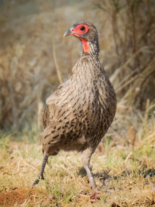 File:Swainson's spurfowl (Pternistis swainsonii).jpg