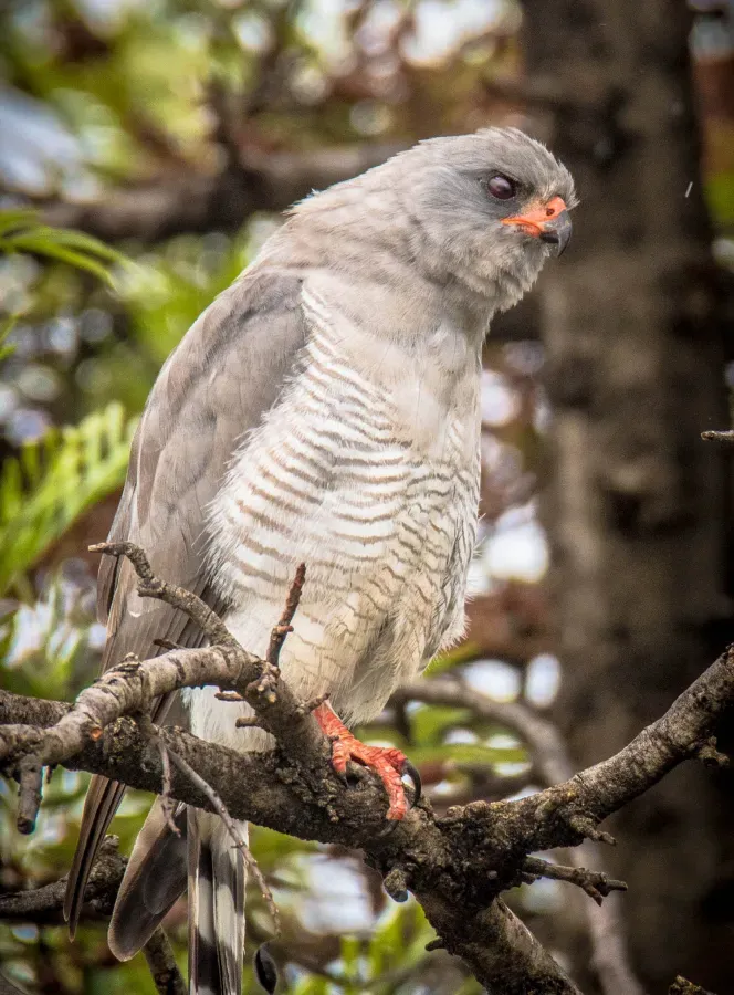 File:Gabar goshawk (Micronisus gabar).jpg