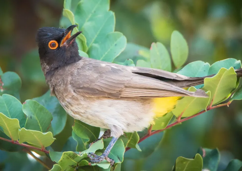 File:African red-eyed bulbul (Pycnonotus nigricans) 3.jpg