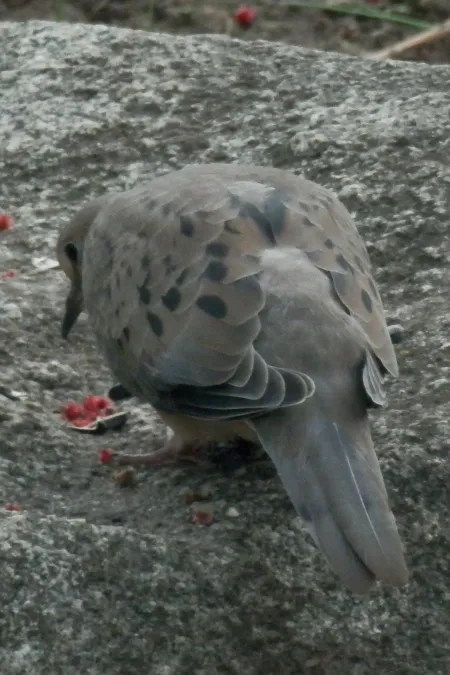 File:Mourning Dove (Zenaida macroura) - Guelph, Ontario 01.jpg