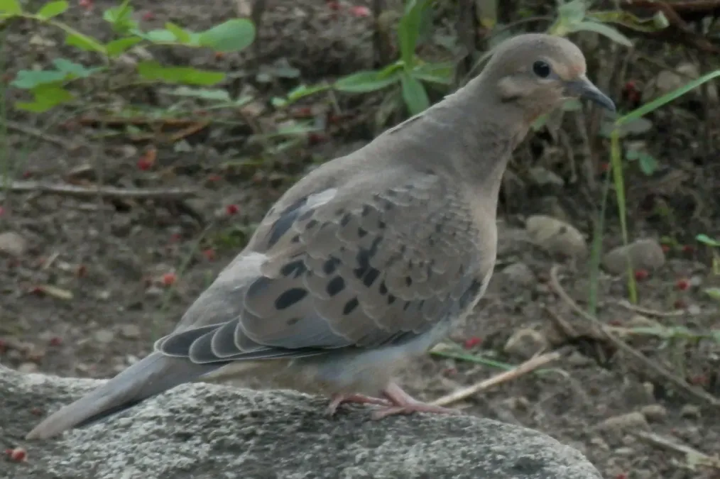 File:Mourning Dove (Zenaida macroura) - Guelph, Ontario 02.jpg