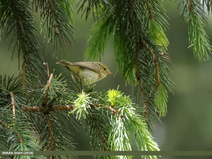 File:Brooks's Leaf Warbler (Phylloscopus subviridis) (28954134147).jpg