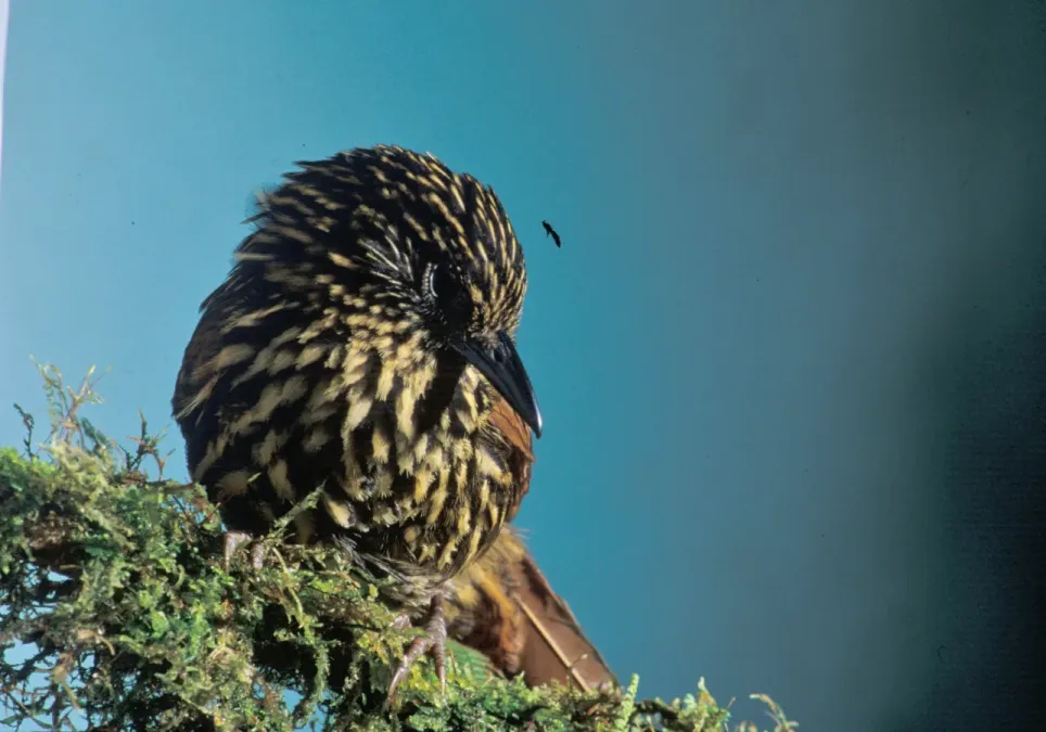 File:Thripadectes flammulatus - Flammulated treehunter, Ecuador.jpg