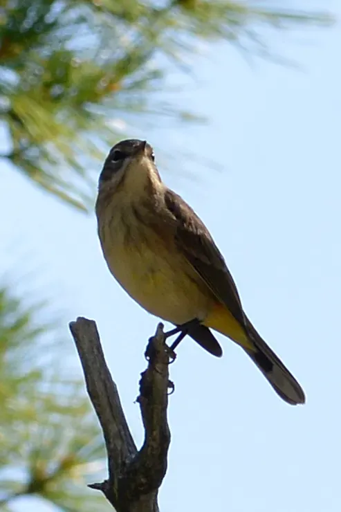 File:Palm Warbler (Setophaga palmarum) - Killarney, Ontario 02.jpg