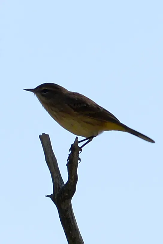 File:Palm Warbler (Setophaga palmarum) - Killarney, Ontario 01.jpg