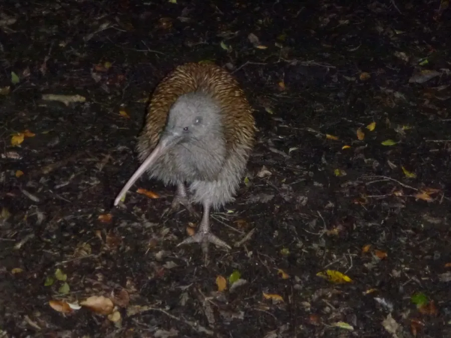 File:Apteryx australis ssp. lawryi.jpg