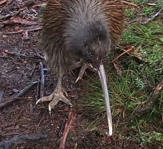 File:Apteryx australis ssp. lawryi 1.jpg