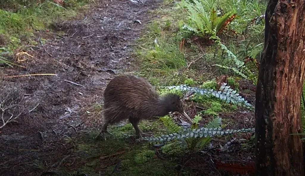 File:Apteryx australis ssp. lawryi 2.jpg