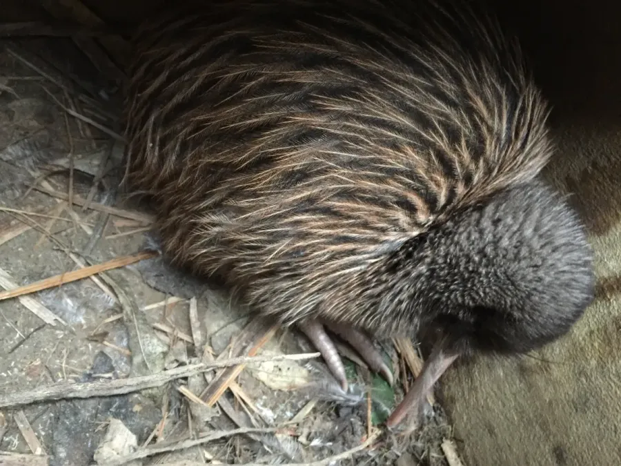 File:Apteryx rowi 2.jpg
