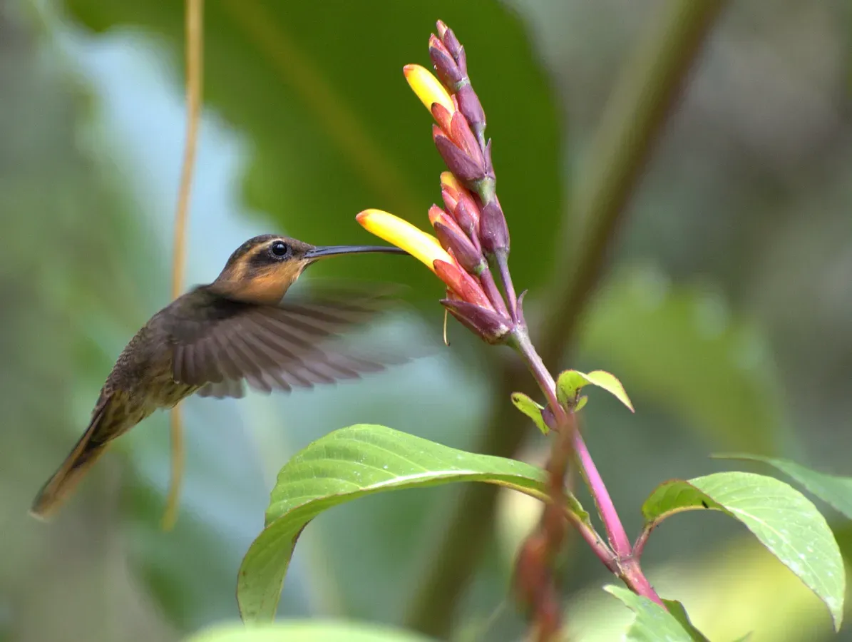 File:Ramphodon naevius with flower.jpg