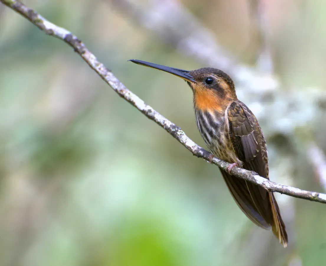 File:Ramphodon naevius 1.jpg