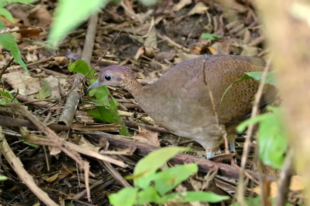 File:Tinamus major 1.jpg