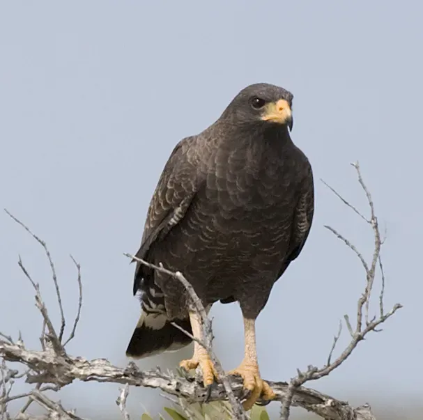 File:Buteogallus gundlachii -Camaguey Province, Cuba-8 (cropped).jpg