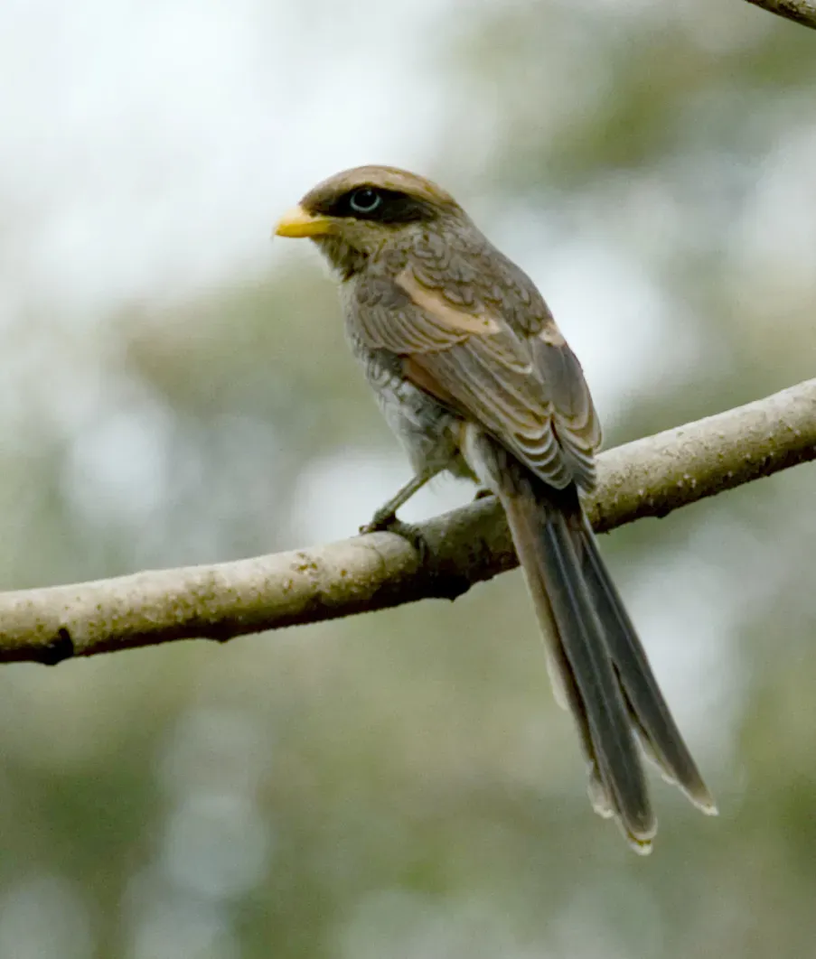 File:Yellow-billed Shrike (Corvinella corvina).jpg