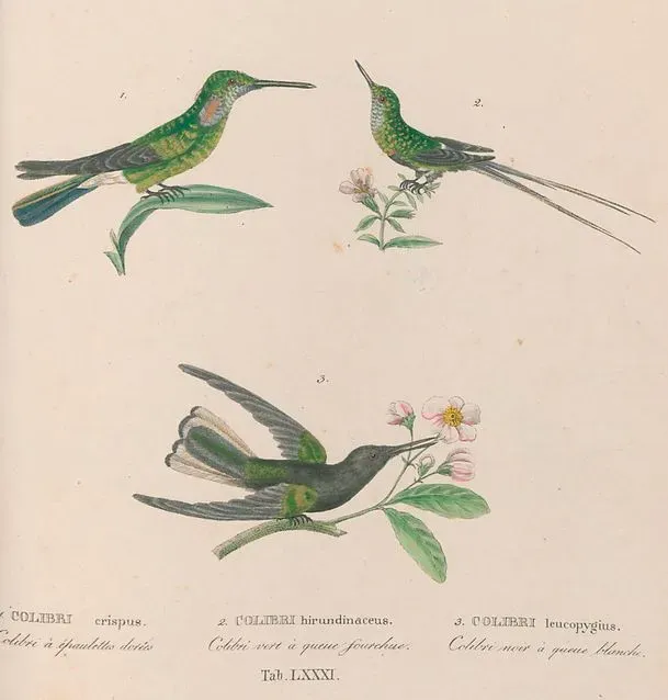 File:Colibri serrirostris Discosura langsdorffi Melanotrochilus fuscus.jpg