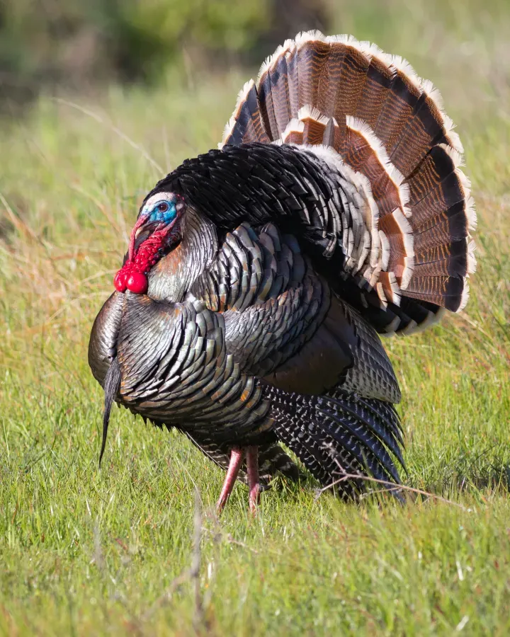 File:Meleagris gallopavo displaying at Deer Island Open Space Preserve.jpg