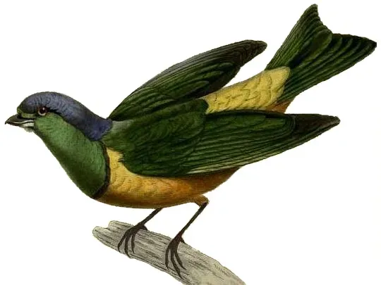 File:Chlorophonia pyrrhophrys 2.JPG