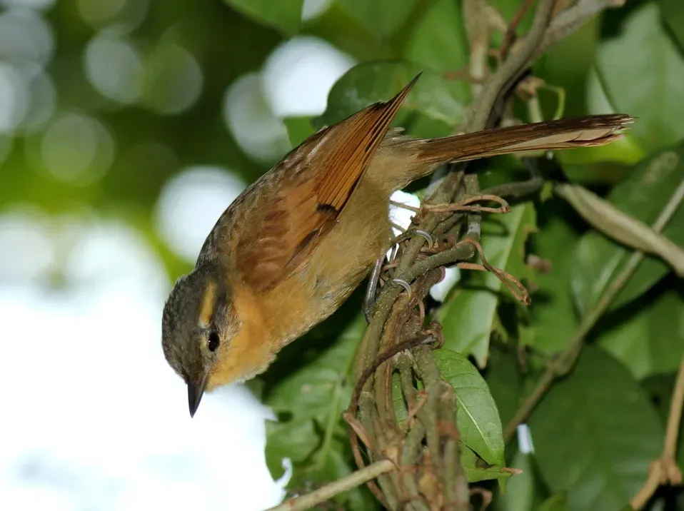 File:Anabacerthia lichtensteini - Ochre-breasted foliage-gleaner; São Sebastião, São Paulo, Brazil.jpg