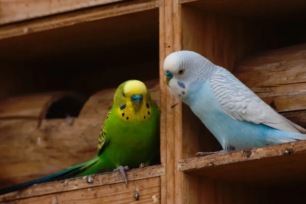 File:Melopsittacus undulatus mex180102.jpg