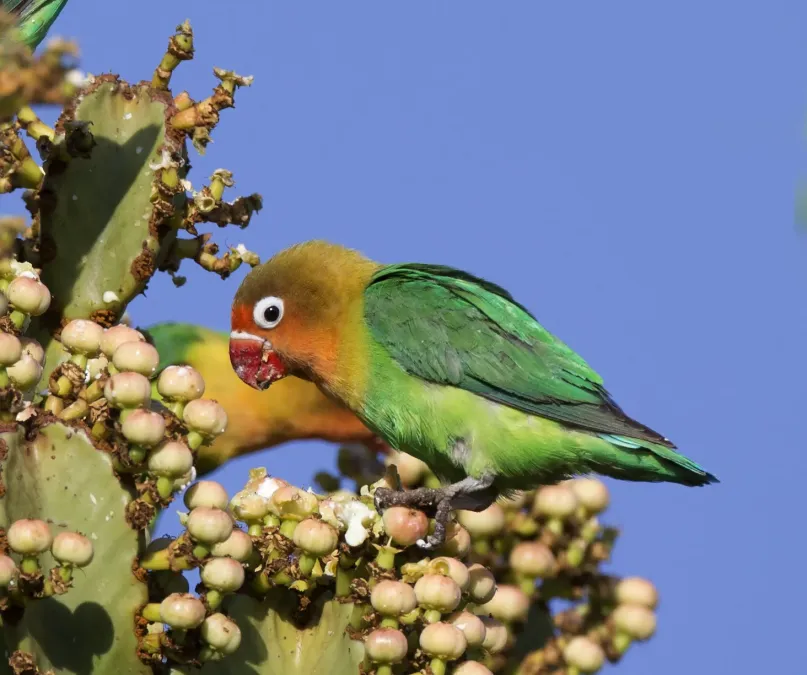 File:Fischer's Lovebird (Agapornis fischeri) (24041406070) (cropped).jpg