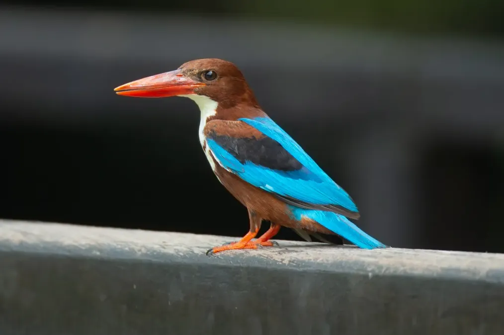 File:Halcyon smyrnensis - Singapore Botanic Gardens.jpg