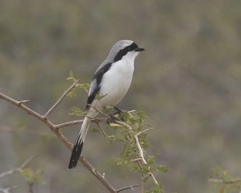 File:Grey-backed Fiscal (Lanius excubitoroides).jpg