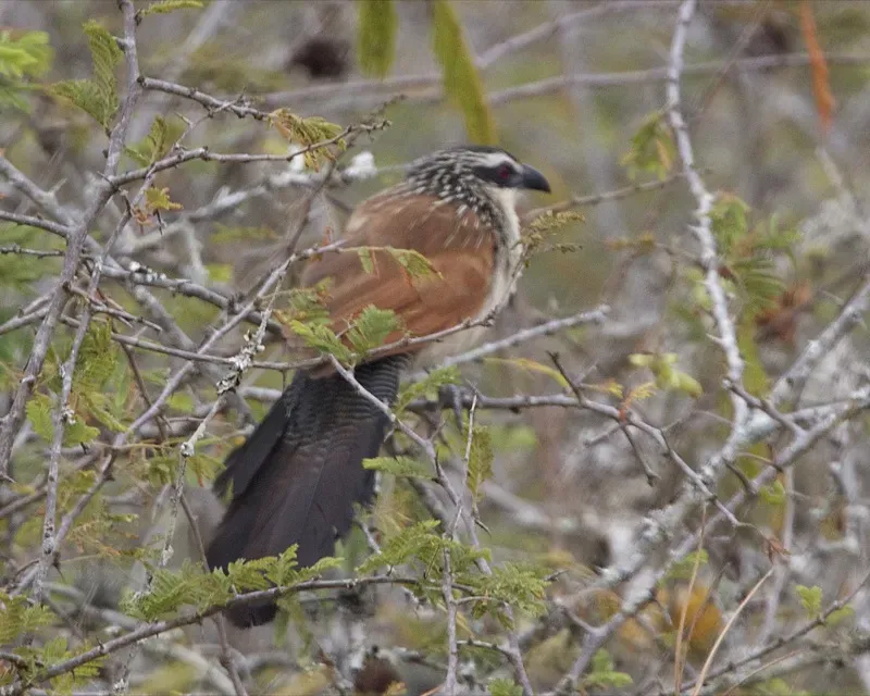 File:White browed coucal Centropus superciliosus 1.jpg