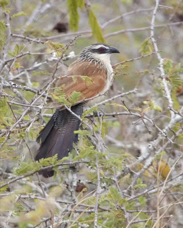 File:White browed coucal Centropus superciliosus 2.jpg