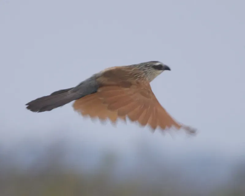 File:White-browed Coucal Centropus superciliosus 3.jpg