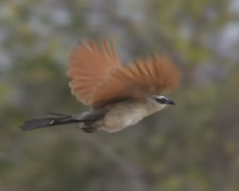 File:White-browed Coucal Centropus superciliosus 4.jpg