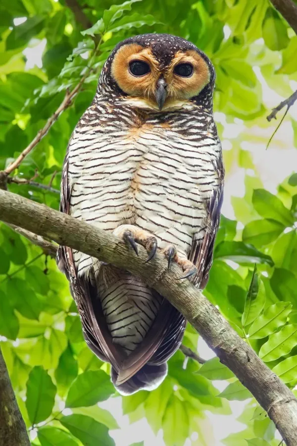 File:Strix seloputo - Pasir Ris 215.jpg