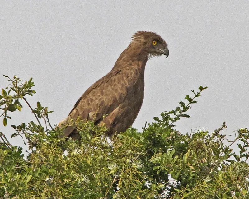 File:Brown Snake Eagle (Circaetus cinereus), Akagera National Park, Rwanda 1.jpg