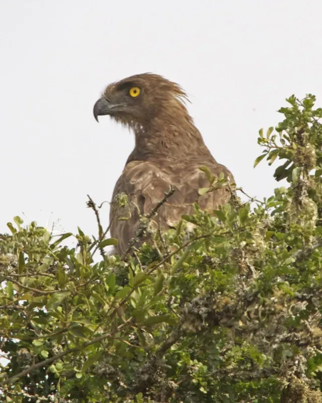 File:Brown Snake Eagle (Circaetus cinereus), Akagera National Park, Rwanda 2.jpg