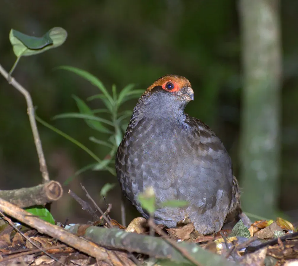 File:URU (Odontophorus capueira).jpg