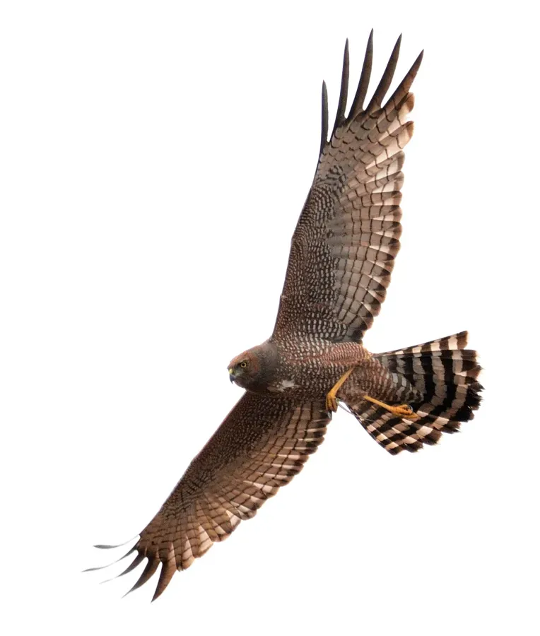File:Spotted Harrier (Circus assimilis) - Goulburn River National Park, crop.jpg