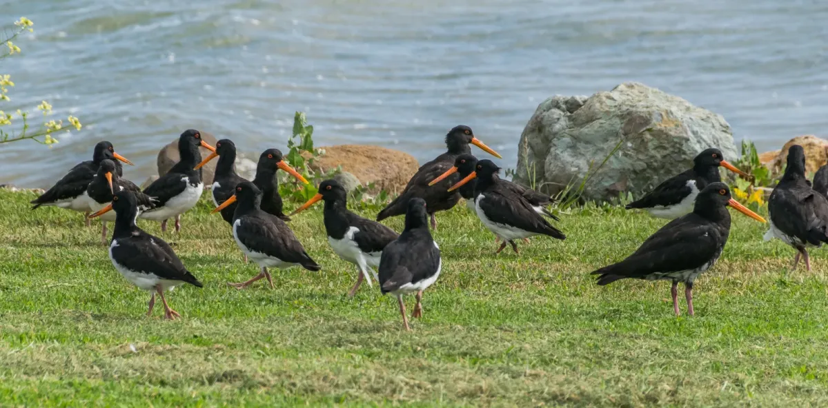 File:Haematopus finschi at Firth of Thames 02.jpg