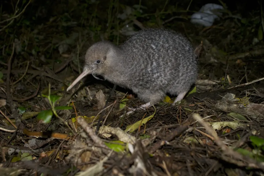 File:Little-spotted kiwi (Apteryx owenii).jpg