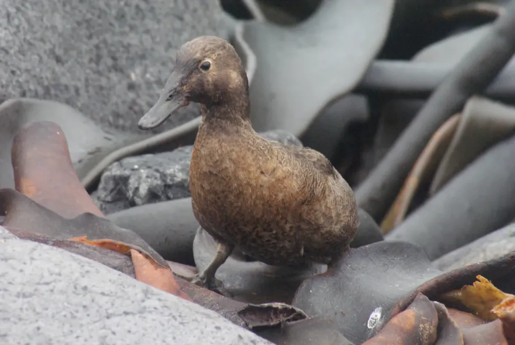 File:Auckland Island Teal (Anas aucklandica) on Enderby Island.jpg