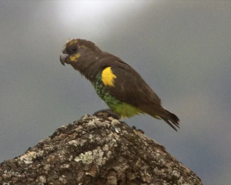 File:Poicephalus meyeri -Rwanda-8.jpg
